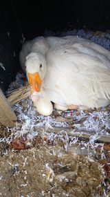 산골촌부님의 자유주제·사진전 작성글 사진