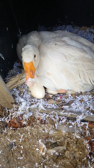 산골촌부님의 자유주제 · 사진전 작성글 사진