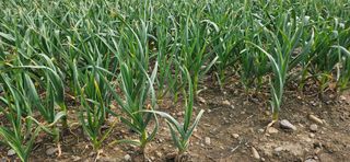 구춘봉님의 자유주제 · 자유게시판 작성글 사진