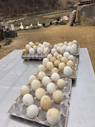 노희식님의 자유주제 · 자유게시판 작성글 사진