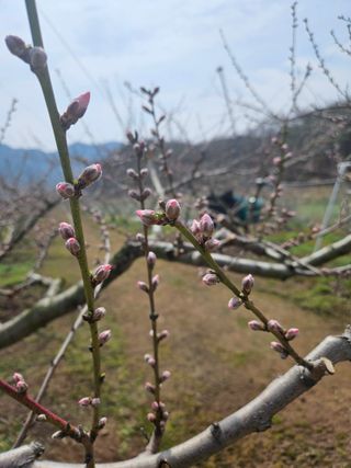 자두15178님의 자유주제 · 자유게시판 작성글 사진