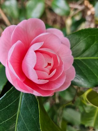 경희아짐님의 자유주제 · 자유게시판 작성글 사진