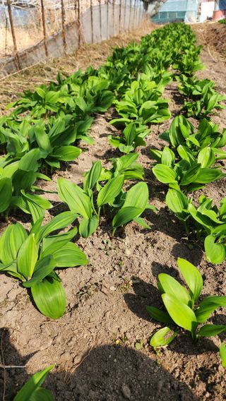 쏭이네농장(현자)님의 자유주제·자유게시판 작성글 사진