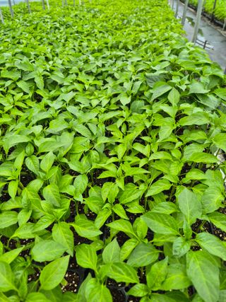 김영진(전남영광)님의 자유주제 · 자유게시판 작성글 사진