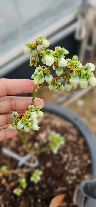 뿌리묘목농원님의 자유주제 · 자유게시판 작성글 사진