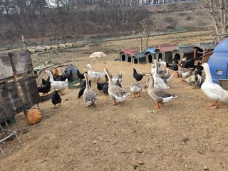 노희식님의 자유주제 · 자유게시판 작성글 사진