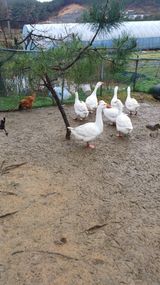 산골촌부님의 자유주제·사진전 작성글 사진