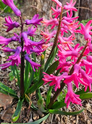 경희아짐님의 자유주제 · 자유게시판 작성글 사진