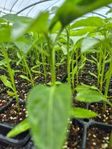 팜모닝 자유주제·자유게시판 게시글 이미지