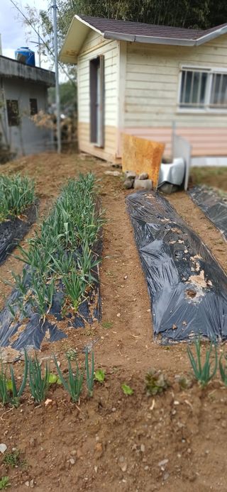 초보퍼머5도2촌준비님의 자유주제 · 자유게시판 작성글 사진