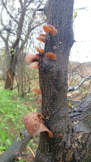 산골촌부님의 자유주제 · 사진전 작성글 사진