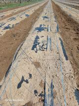 팜모닝 자유주제·자유게시판 게시글 이미지