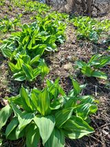 팜모닝 자유주제·자유게시판 게시글 이미지