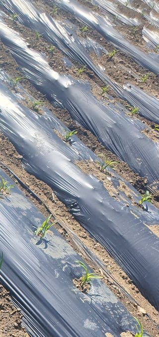 옥천서화농님의 자유주제 · 자유게시판 작성글 사진