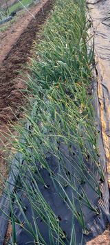 팜모닝 자유주제·자유게시판 게시글 이미지