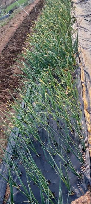 내장상동초보농부님의 자유주제 · 자유게시판 작성글 사진