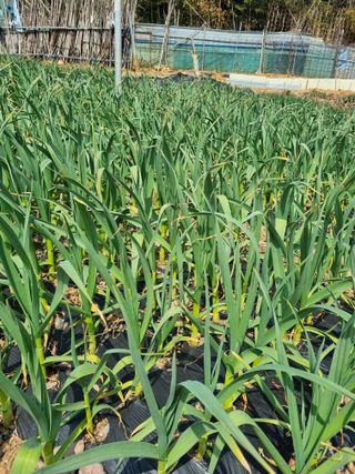 김선두님의 자유주제 · 자유게시판 작성글 사진