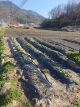 옥천서화농님의 자유주제·자유게시판 작성글 사진