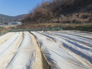 옥천서화농님의 자유주제 · 자유게시판 작성글 사진