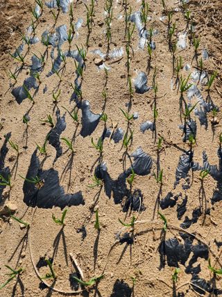 회사원&초보농사꾼님의 자유주제 · 자유게시판 작성글 사진