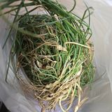 솔향가님의 농사, 무엇이든 물어보세요!·참여글 작성글 사진