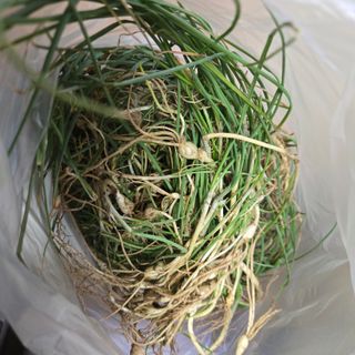 솔향가님의 농사, 무엇이든 물어보세요! · 참여글 작성글 사진