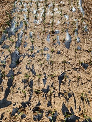 회사원&초보농사꾼님의 자유주제 · 자유게시판 작성글 사진