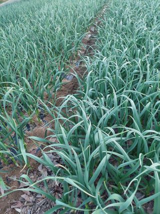 재연농장님의 자유주제 · 자유게시판 작성글 사진