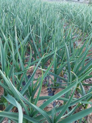 재연농장님의 자유주제·자유게시판 작성글 사진