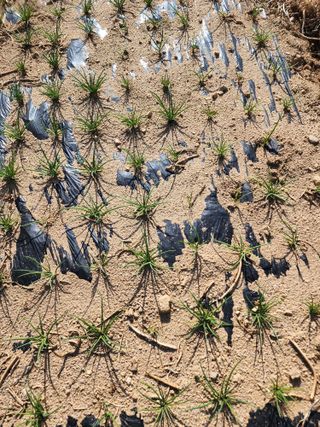 회사원&초보농사꾼님의 자유주제 · 자유게시판 작성글 사진