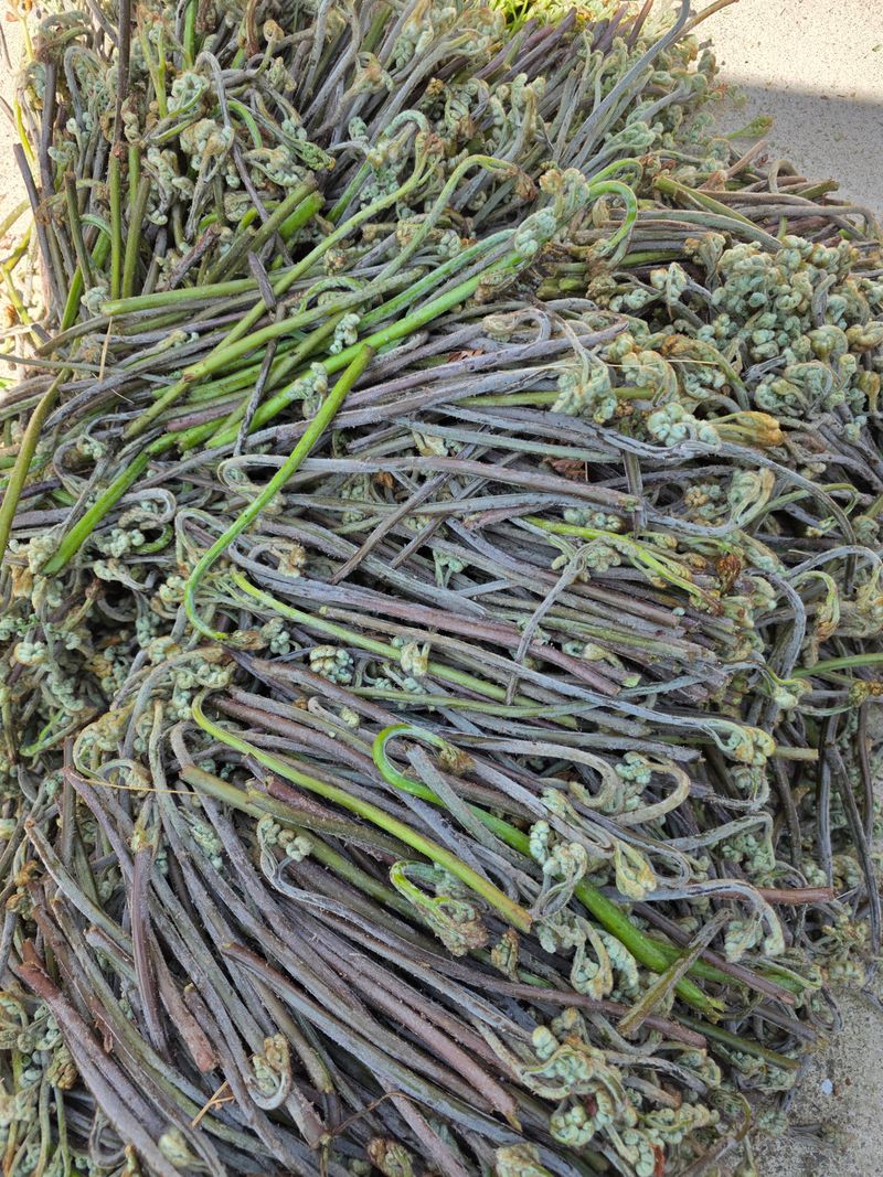 장터 상품 [햇건고사리 1근(600g)] 썸네일