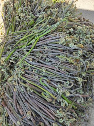 옥그린농장님의 작성글 사진