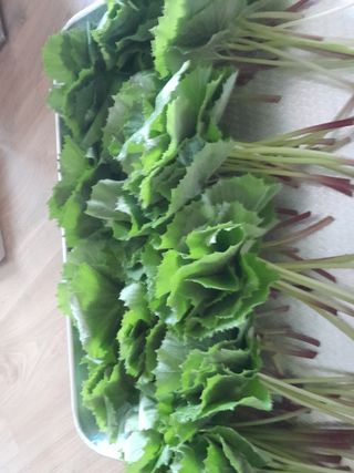 김민수산에서농사중님의 자유주제 · 자유게시판 작성글 사진