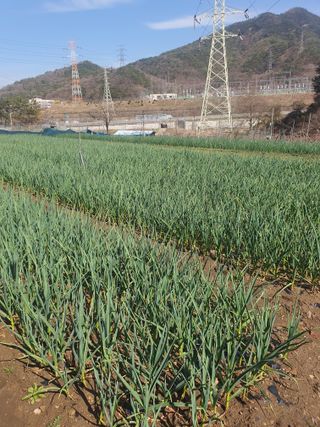 옥천서화농님의 자유주제·자유게시판 작성글 사진