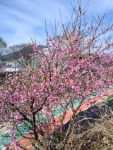 MSG0074님의 자유주제·자유게시판 작성글 사진