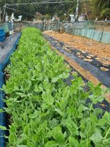 김선두님의 자유주제·자유게시판 작성글 사진