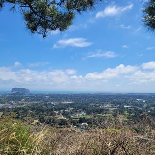 서귀포달코롬감귤농원님의 자유주제 · 사진전 작성글 사진