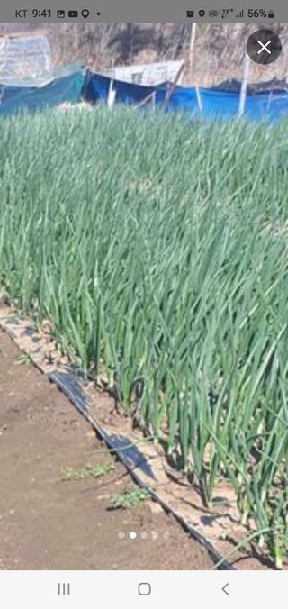 옥천서화농님의 자유주제 · 자유게시판 작성글 사진