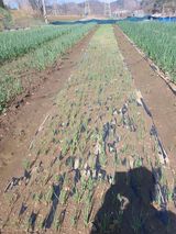 옥천서화농님의 자유주제·자유게시판 작성글 사진