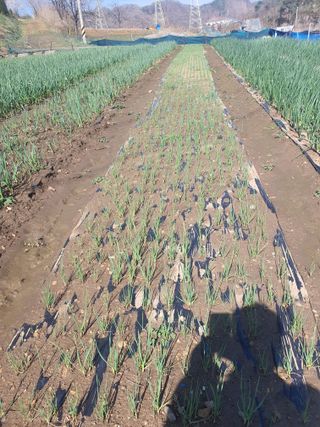 옥천서화농님의 자유주제 · 자유게시판 작성글 사진