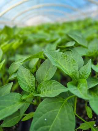 김영진(전남영광)님의 자유주제 · 자유게시판 작성글 사진