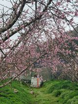 김안식~납작복숭아님의 자유주제·자유게시판 작성글 사진