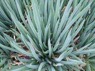 화우농원님의 자유주제 · 자유게시판 작성글 사진