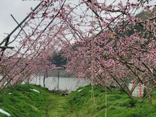 김안식~납작복숭아님의 자유주제 · 자유게시판 작성글 사진