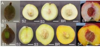 달맛햇복숭아농원님의 자유주제 · 자유게시판 작성글 사진