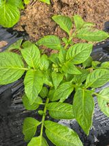 팜모닝 자유주제·자유게시판 게시글 이미지