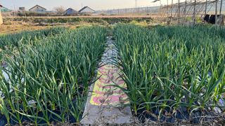 황종락님의 농사, 무엇이든 물어보세요! · 참여글 작성글 사진