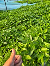 팜모닝 자유주제·자유게시판 게시글 이미지