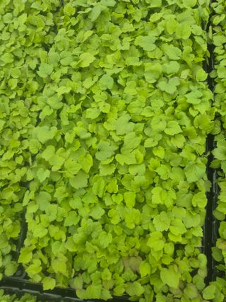 병풍취산채농원님의 자유주제 · 자유게시판 작성글 사진