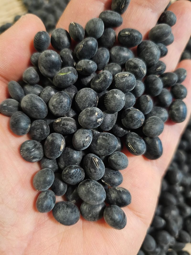 장터 상품 [새바람서리태 1kg (종자용가능)] 썸네일